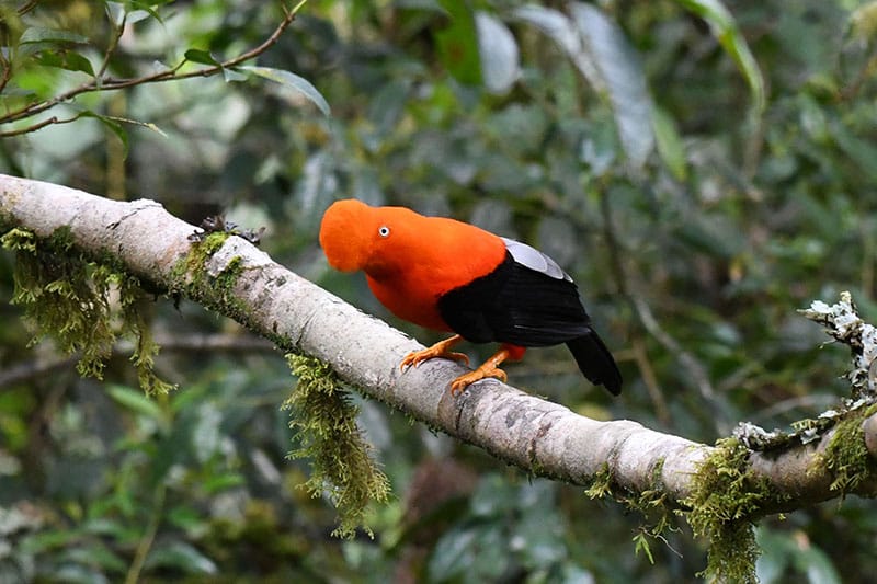AMAZON PERU TRAVELLERS jungle trips peru cusco