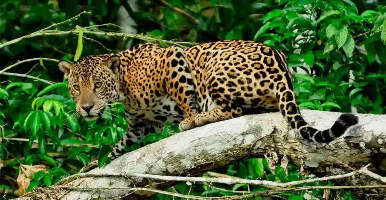 The Jaguar (Panthera onca): The Undisputed King of the Amazon